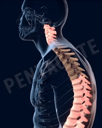 Adjustable Posture Corrector Belt for Waist and Back Support