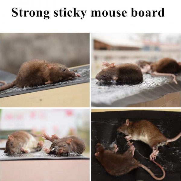 Imported Sticky Mouse & Rat Trap Sheet with Powerful Stickiness & Highly Adhesive Bond