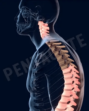 Adjustable Posture Corrector Belt for Waist and Back Support